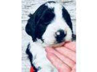 Saint Berdoodle Puppy for sale in Toledo, OH, USA