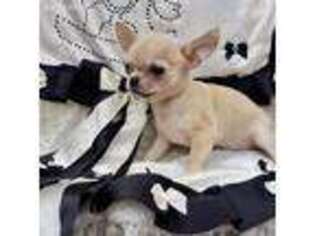 Chihuahua Puppy for sale in Los Angeles, CA, USA