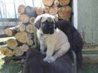 Mastiff Puppy for sale in Narvon, PA, USA