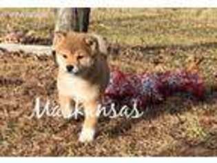 Shiba Inu Puppy for sale in Bryant, AR, USA