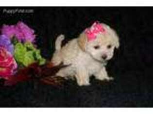 Maltese Puppy for sale in Pelham, GA, USA