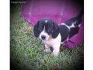 Dachshund Puppy for sale in Winter Haven, FL, USA