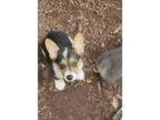 Pembroke Welsh Corgi Puppy for sale in Clover, SC, USA