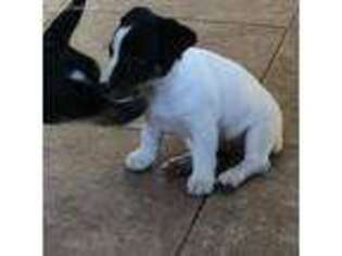 Jack Russell Terrier Puppy for sale in Chelmsford, MA, USA