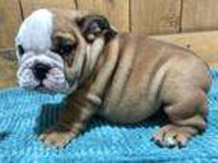 Bulldog Puppy for sale in Rio Vista, TX, USA
