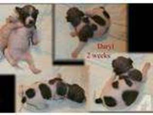 American Hairless Terrier Puppy for sale in BULLOCK, NC, USA