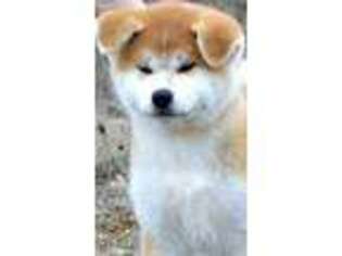 Akita Puppy for sale in Maineville, OH, USA