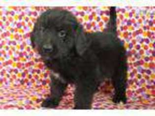 Newfoundland Puppy for sale in Iowa City, IA, USA