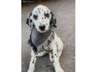 Dalmatian Puppy for sale in Yelm, WA, USA