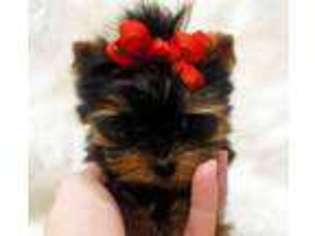 Yorkshire Terrier Puppy for sale in WEST BRANCH, MI, USA