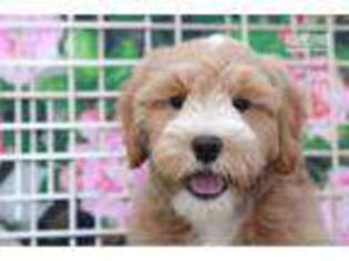 Goldendoodle Puppy for sale in Atlanta, GA, USA