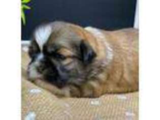 Mutt Puppy for sale in Lansing, IA, USA
