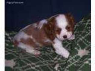 Cavalier King Charles Spaniel Puppy for sale in Uniontown, KS, USA