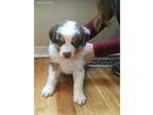 Australian Shepherd Puppy for sale in Albuquerque, NM, USA