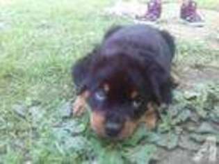 Rottweiler Puppy for sale in BRIDGEVILLE, PA, USA