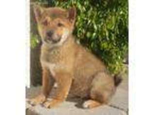 Shiba Inu Puppy for sale in San Diego, CA, USA