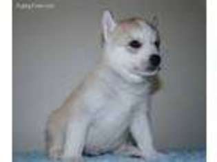 Siberian Husky Puppy for sale in Denver, CO, USA