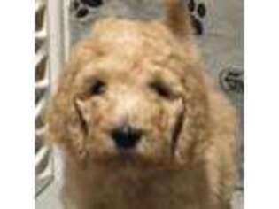 Goldendoodle Puppy for sale in Heath Springs, SC, USA
