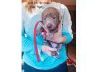 Labrador Retriever Puppy for sale in Oakville, WA, USA