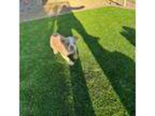 Olde English Bulldogge Puppy for sale in Mayer, AZ, USA