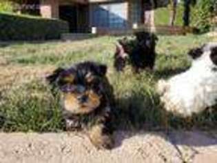 Yorkshire Terrier Puppy for sale in Pomona, CA, USA