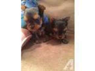 Yorkshire Terrier Puppy for sale in FLUSHING, NY, USA