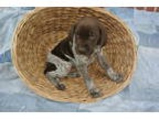 German Shorthaired Pointer Puppy for sale in Richland, PA, USA