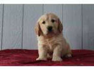 Golden Retriever Puppy for sale in Loogootee, IN, USA