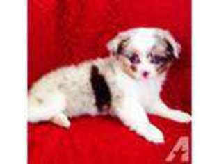 Miniature Australian Shepherd Puppy for sale in ATOKA, OK, USA
