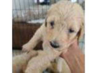 Labradoodle Puppy for sale in Miami, FL, USA