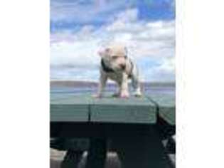 American Bulldog Puppy for sale in Newburyport, MA, USA