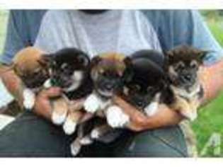 Shiba Inu Puppy for sale in SPOKANE, WA, USA
