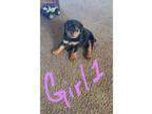Rottweiler Puppy for sale in Eagle Point, OR, USA