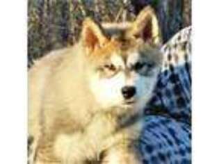 Alaskan Malamute Puppy for sale in Nortonville, KY, USA