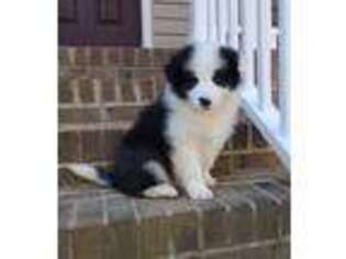 Border Collie Puppy for sale in Stokesdale, NC, USA