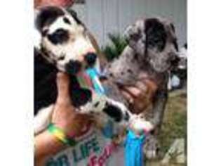 Great Dane Puppy for sale in DUBUQUE, IA, USA