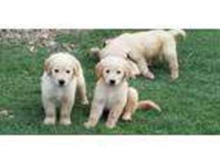 Golden Retriever Puppy for sale in Rockwall, TX, USA