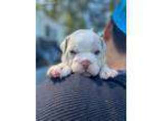 Olde English Bulldogge Puppy for sale in Lakewood, WA, USA
