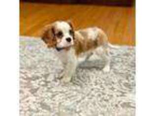 Cavalier King Charles Spaniel Puppy for sale in Snow Hill, NC, USA