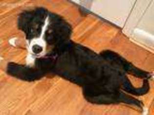 Bernese Mountain Dog Puppy for sale in Cincinnati, OH, USA