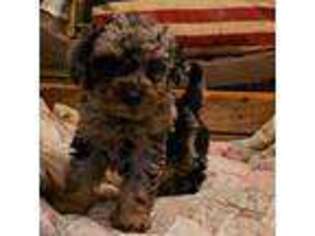 Mutt Puppy for sale in Brooklyn, CT, USA