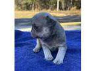 Pug Puppy for sale in Lancaster, SC, USA