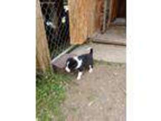 Border Collie Puppy for sale in Mansfield, PA, USA