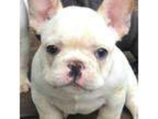 French Bulldog Puppy for sale in Dahlonega, GA, USA