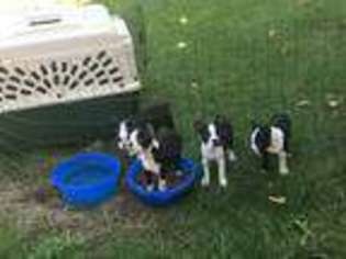 Boston Terrier Puppy for sale in Wausau, WI, USA