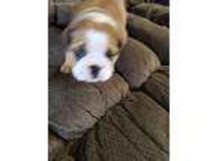 Bulldog Puppy for sale in Macon, GA, USA