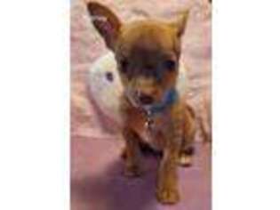 Chihuahua Puppy for sale in Anna, TX, USA