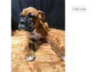 Boxer Puppy for sale in Fort Wayne, IN, USA