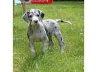 Great Dane Puppy for sale in Grafton, OH, USA