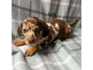 Dachshund Puppy for sale in Wheaton, MO, USA